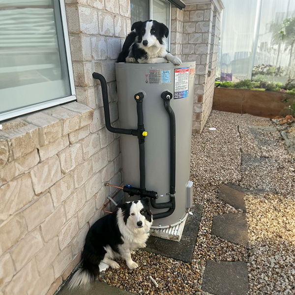 dogs